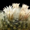 Mammillaria_aureilanata_1